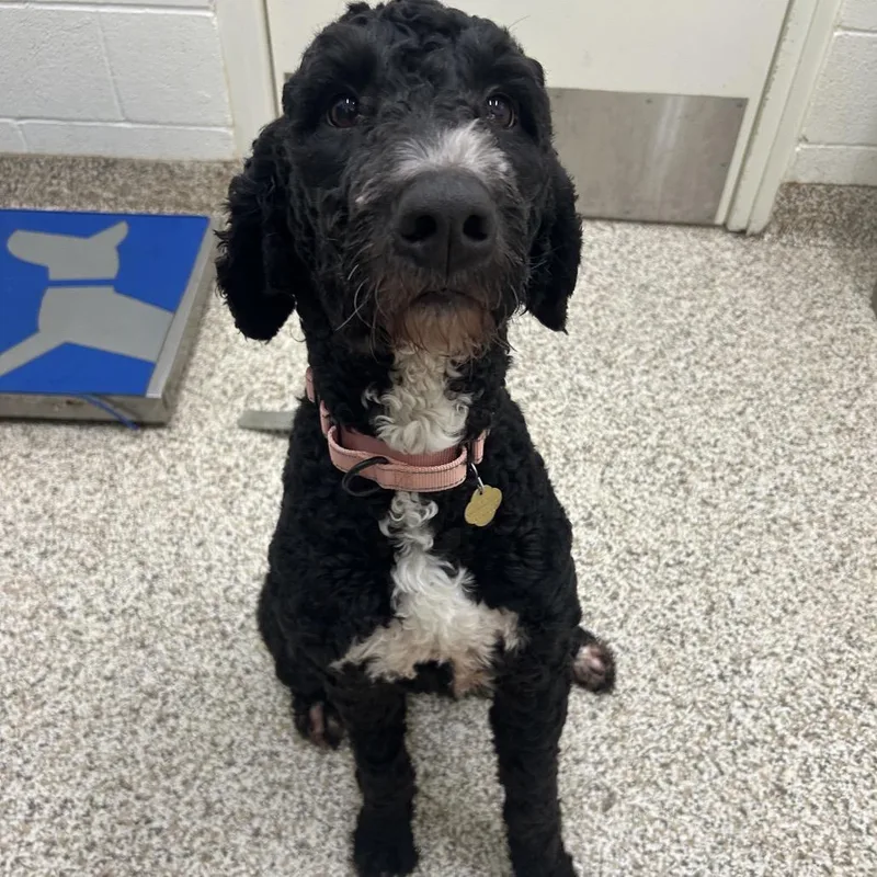 An adult medium-sized female Black Mixed Breed dog named Macey for adoption in Auburn, AL