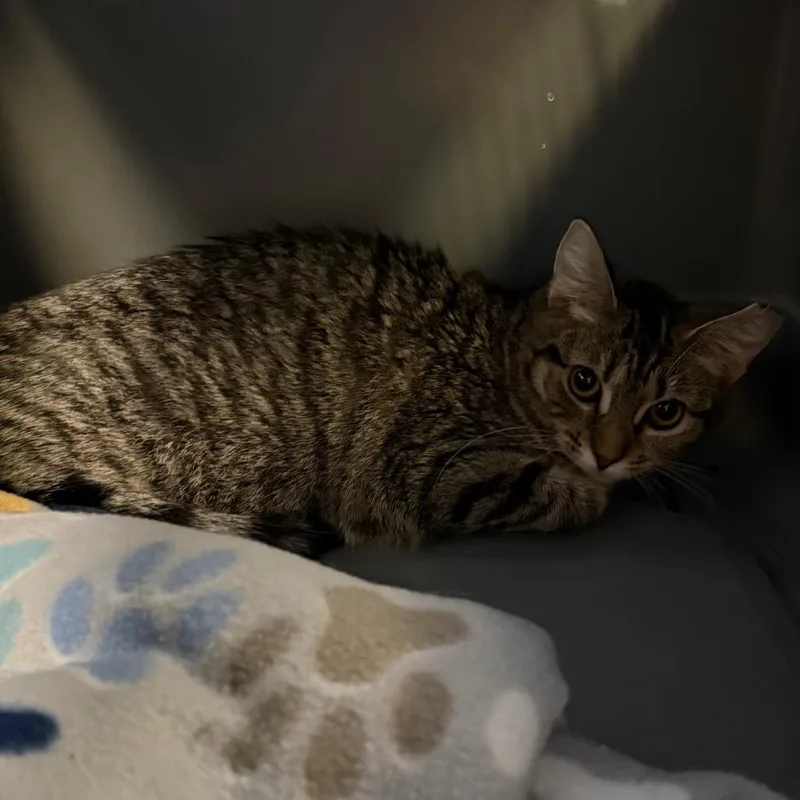 A baby small-sized female Brown / Chocolate Domestic Short Hair cat named Butter Bean for adoption in Newark, DE