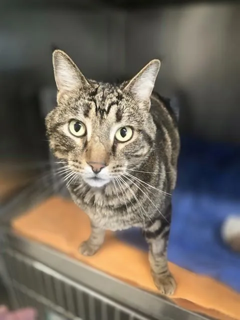 An adult medium-sized male Domestic Short Hair cat named Gus for adoption in Colorado Springs, CO
