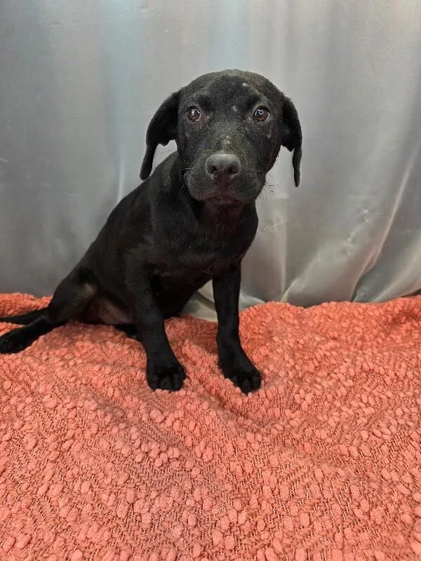 A baby medium-sized female Labrador Retriever dog named Magnolia for adoption in Zimmerman, MN