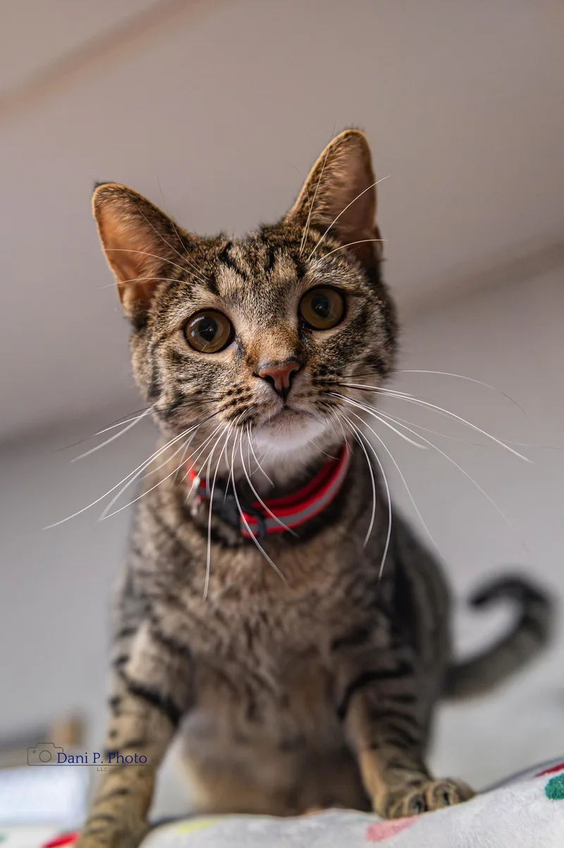 Stella Mae  Cchs thumbnail 2