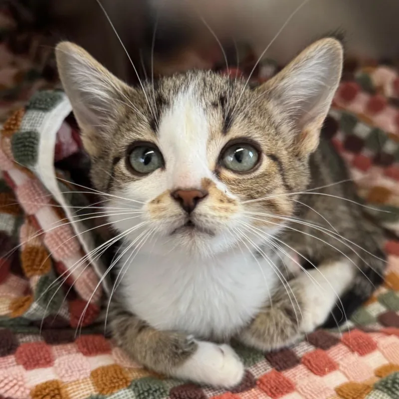 Artemis
