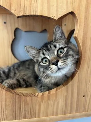 A young small-sized female Domestic Medium Hair cat named Bubbles for adoption in Cumming, GA