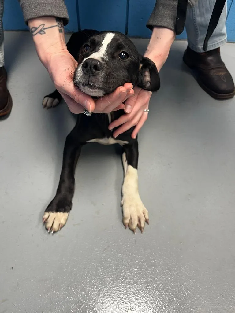 A baby medium-sized female Boxer dog named Raya for adoption in Hartsville, SC