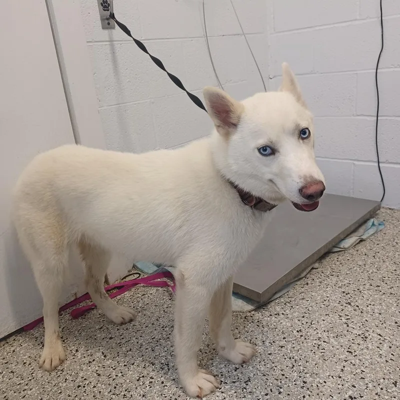An adult medium-sized male White / Cream Husky dog named Darby for adoption in Hattiesburg, MS