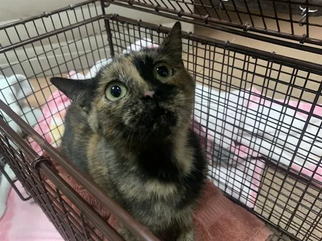 A young small-sized female Domestic Short Hair cat named Maya for adoption in San Jose, CA