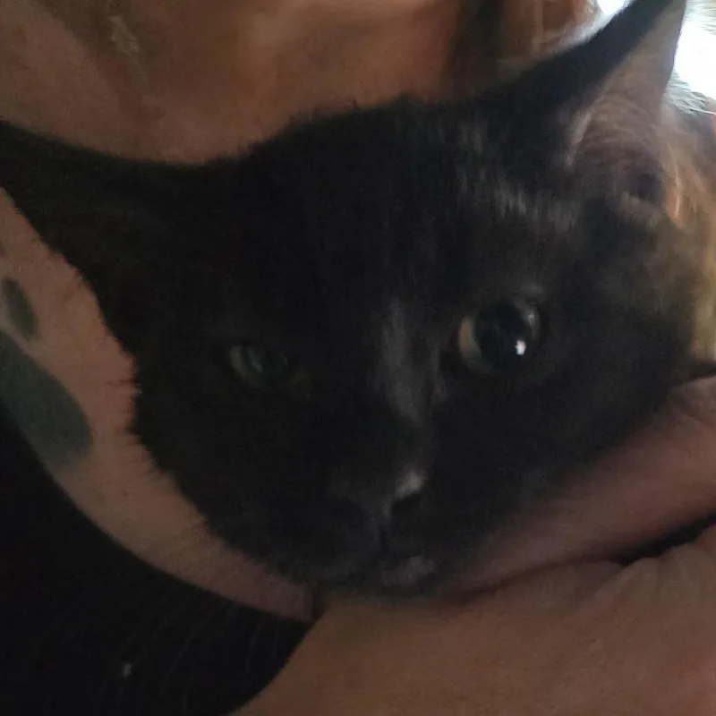 A baby small-sized female Black Domestic Short Hair cat named Rose for adoption in Klamath Falls, OR