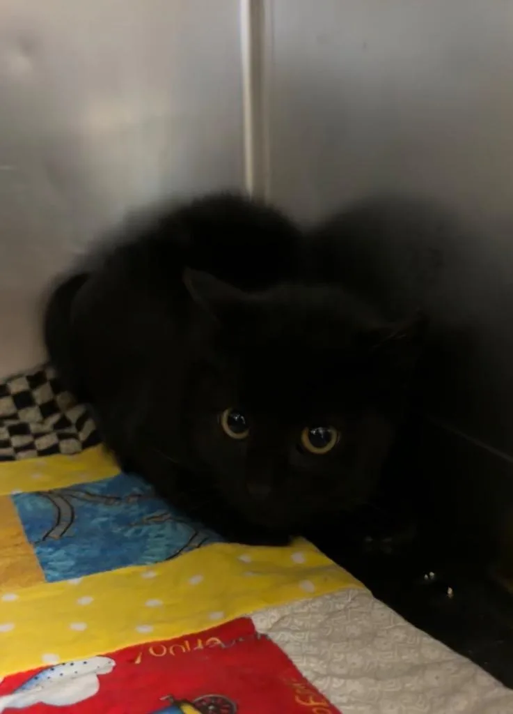 A baby small-sized female Domestic Short Hair cat named Silk for adoption in Port Jervis, NY