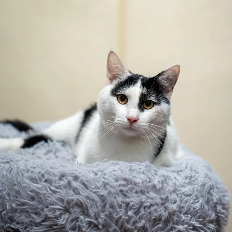 A young large-sized male White Domestic Short Hair cat named Dottie for adoption in Gainesville, GA