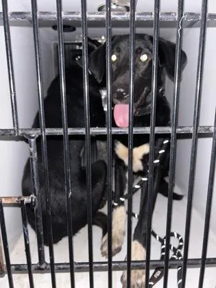 An adult medium-sized male Mixed Breed dog named Beach for adoption in Atlanta, GA