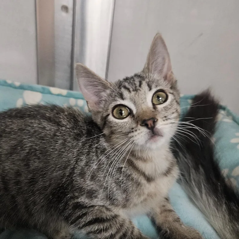 A baby small-sized male Brown / Chocolate Domestic Short Hair cat named Tock for adoption in Grantsville, UT