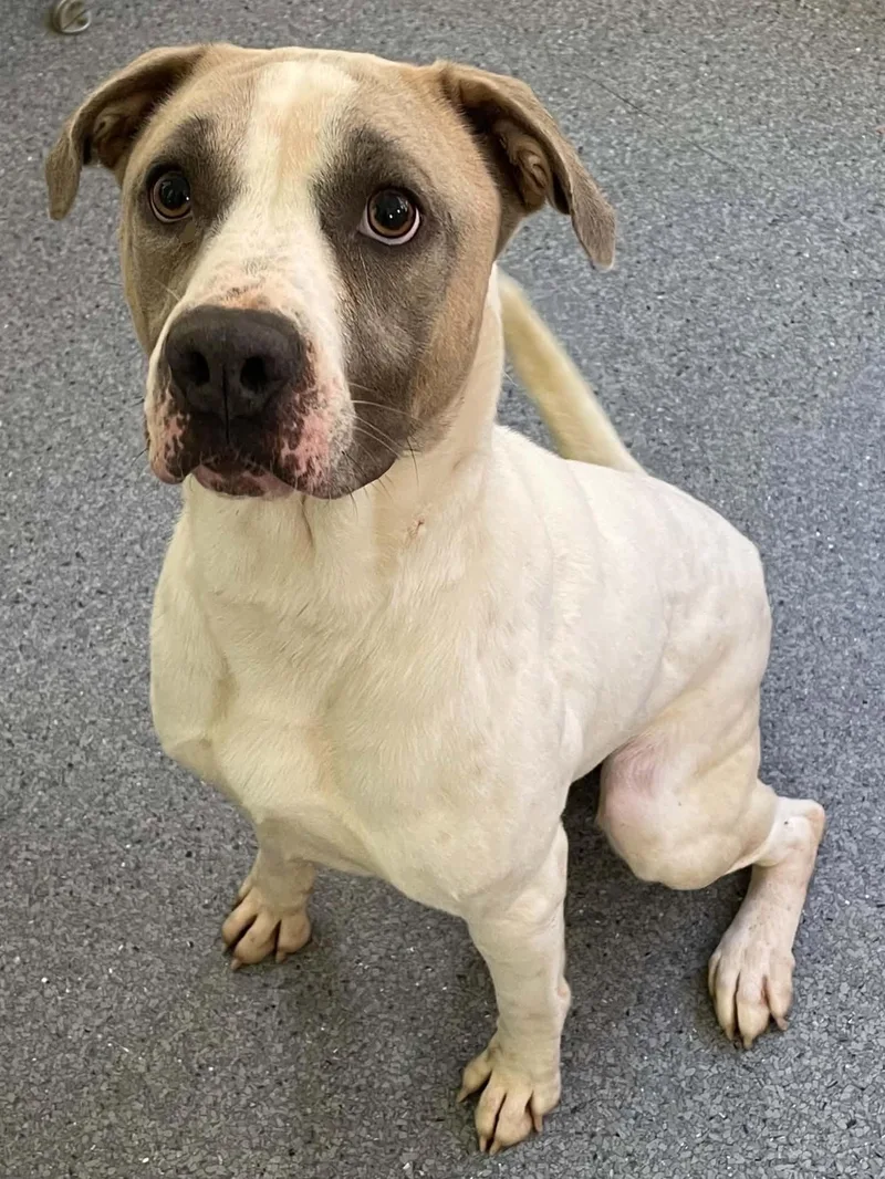 An adult medium-sized male Pit Bull Terrier dog named Rambo for adoption in Covington, VA
