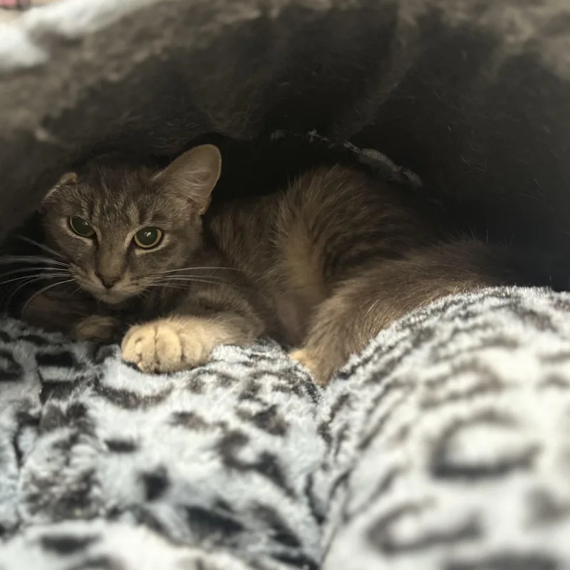 A young medium-sized female Tabby (Gray / Blue / Silver) Domestic Short Hair cat named Earth for adoption in Youngstown, OH