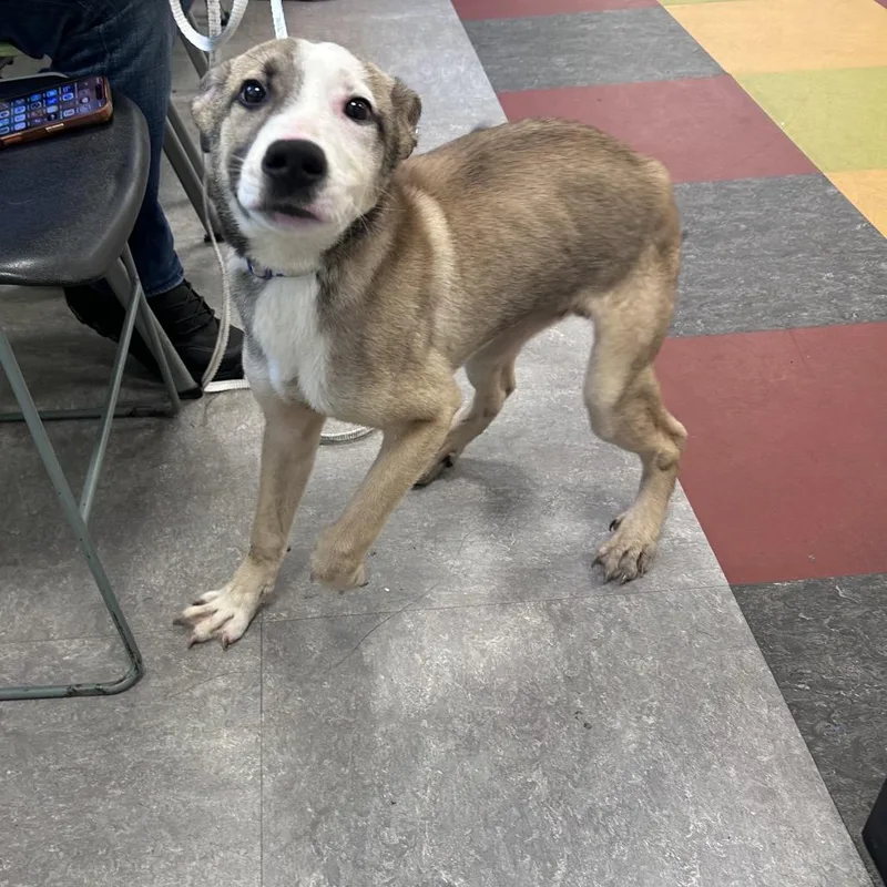 A baby medium-sized male Brown / Chocolate Mixed Breed dog named Lucky Lindley for adoption in Philadelphia, PA