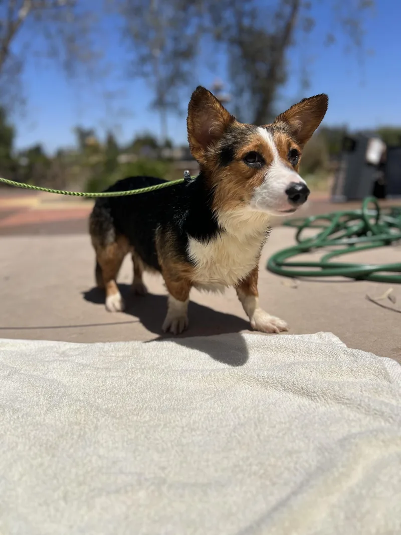A young small-sized male Tricolor (Brown, Black, & White) Cardigan Welsh Corgi dog named Baby Pete for adoption in West Hollywood, CA
