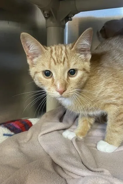 A baby small-sized male Domestic Short Hair cat named Gala for adoption in Westland, MI