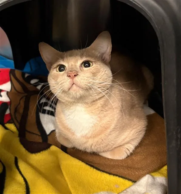 A young medium-sized male Domestic Short Hair cat named Taylor for adoption in Dallas, TX