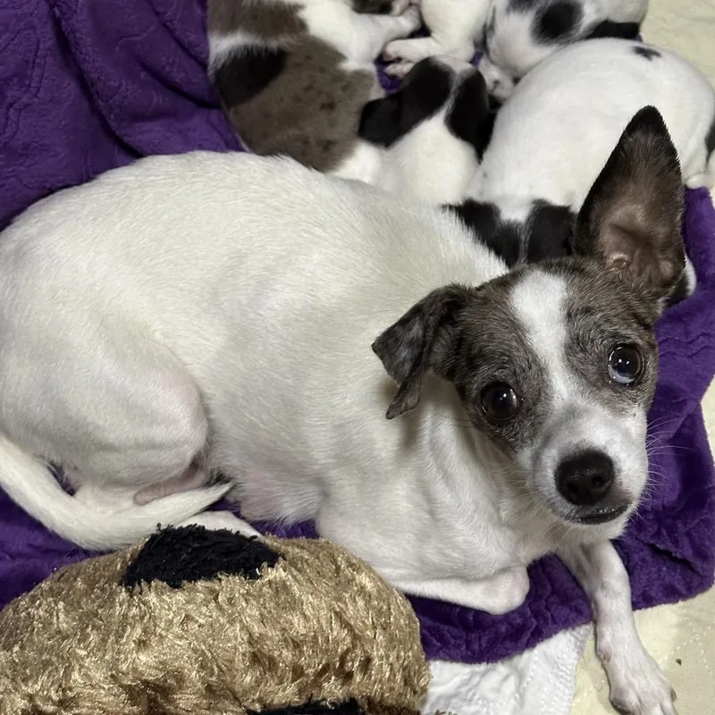 An adult small-sized female White / Cream Jack Russell Terrier dog named Angie for adoption in Dallas, TX