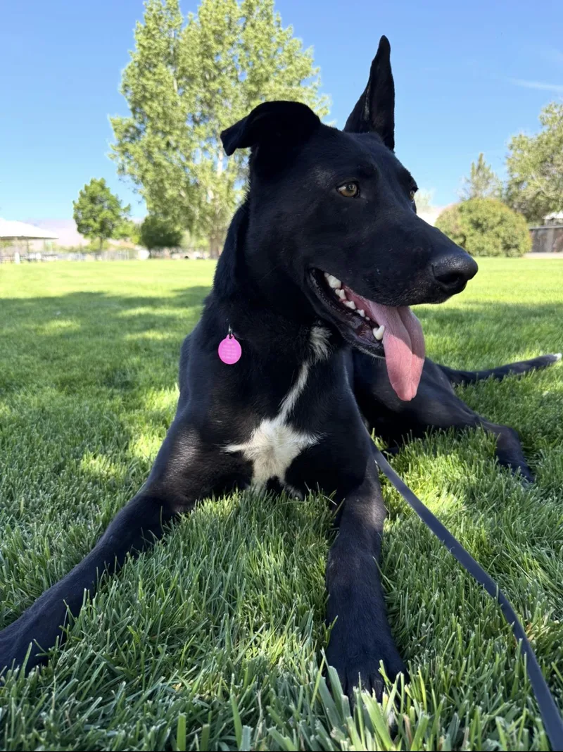 An adult large-sized male German Shepherd Dog dog named Smokey for adoption in Stagecoach, NV