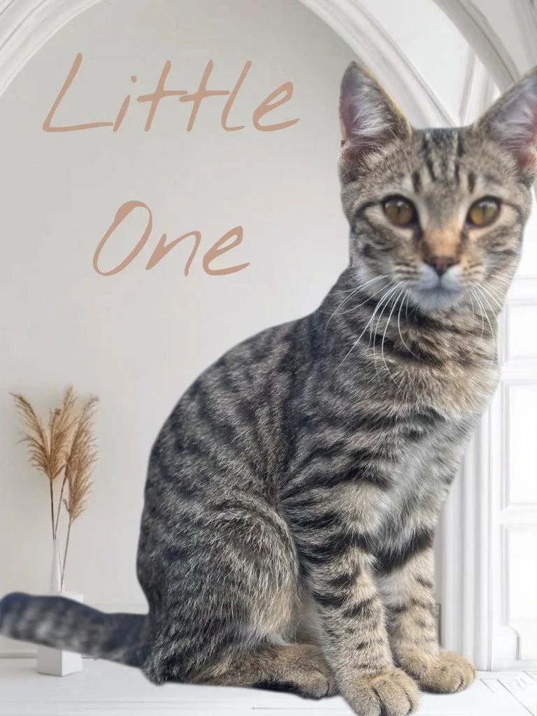 A young medium-sized female Domestic Short Hair cat named Little One for adoption in Cromwell, KY