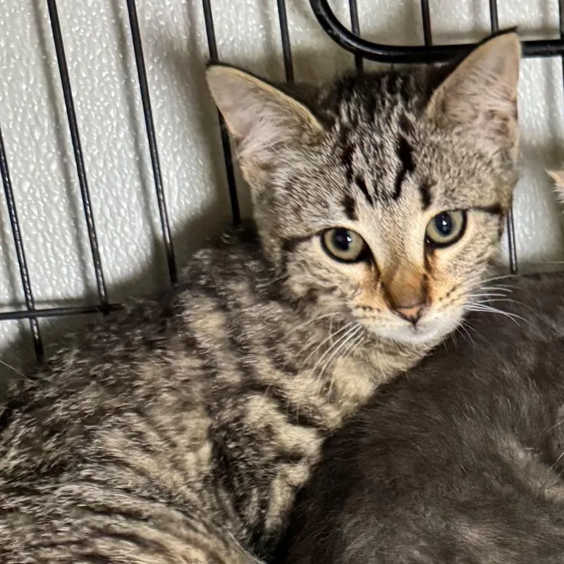 A baby medium-sized female Domestic Short Hair cat named Xena for adoption in Saginaw, MI
