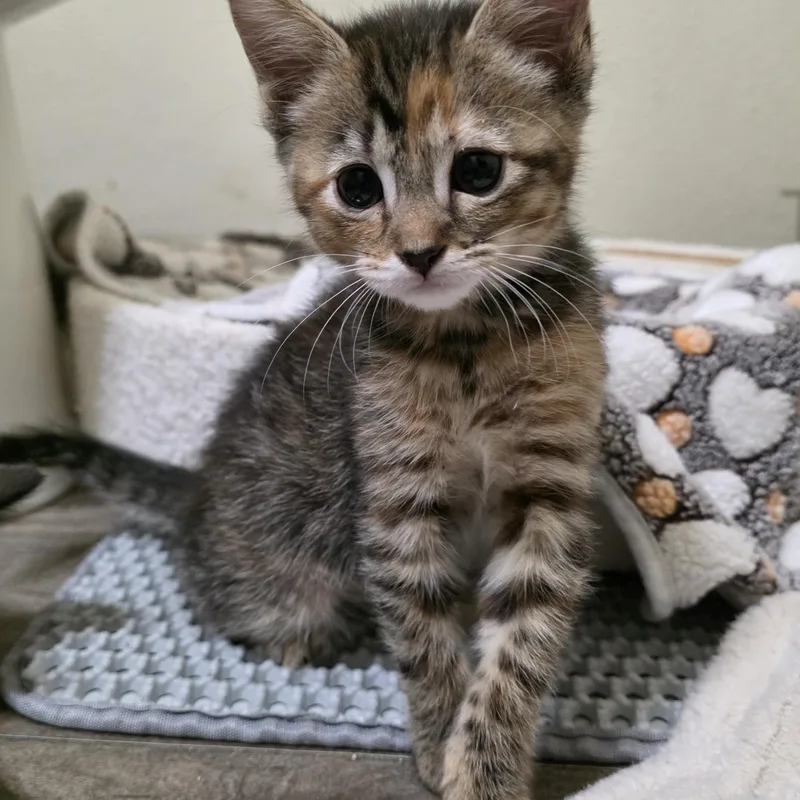 A baby small-sized female Tabby (Brown / Chocolate) Tabby cat named Maple for adoption in Hillsboro, OR