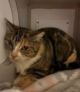 An adult medium-sized female Domestic Short Hair cat named Serenade for adoption in Mason City, IA