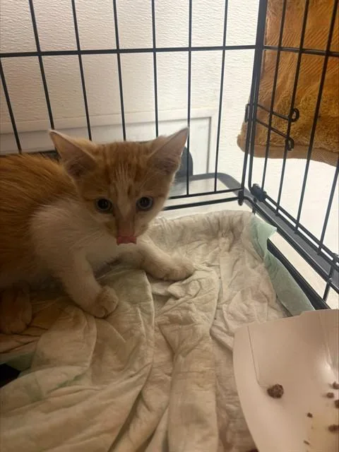 A baby small-sized male Domestic Short Hair cat named Independence for adoption in Fort Lauderdale, FL