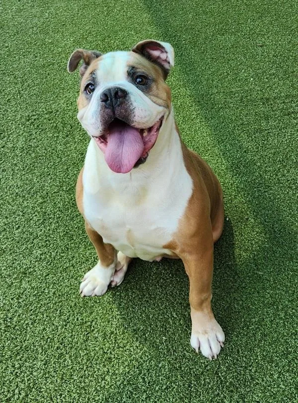 An adult medium-sized female American Bulldog dog named Miss Georgia for adoption in Canton, GA