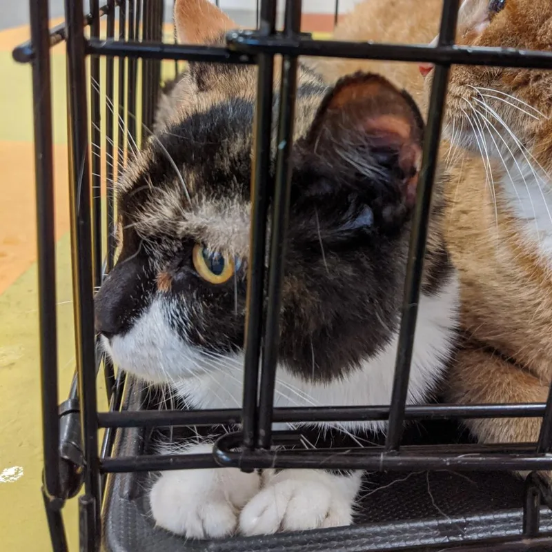 A senior large-sized female Black Domestic Short Hair cat named Remmy Rou for adoption in Philadelphia, PA