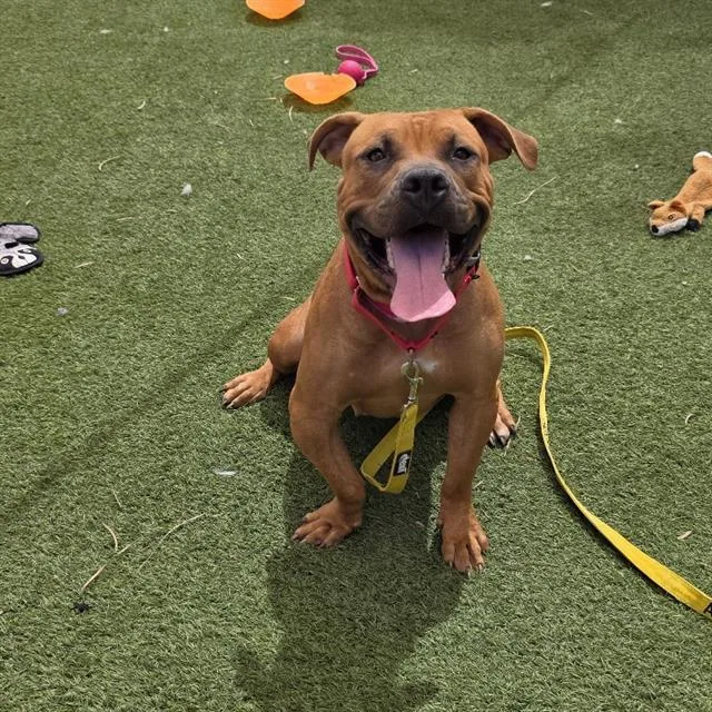 A young large-sized female Pit Bull Terrier dog named Jazlyn for adoption in Las Vegas, NV