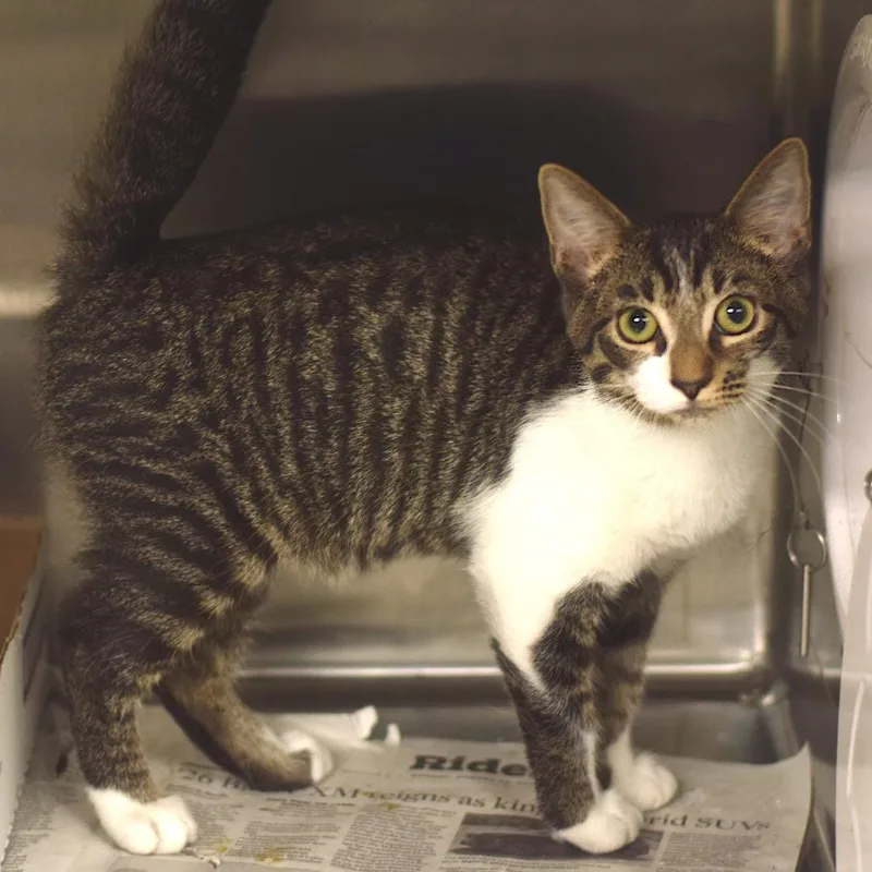 A baby small-sized male Brown / Chocolate Domestic Short Hair cat named Squirt for adoption in Belleville, IL