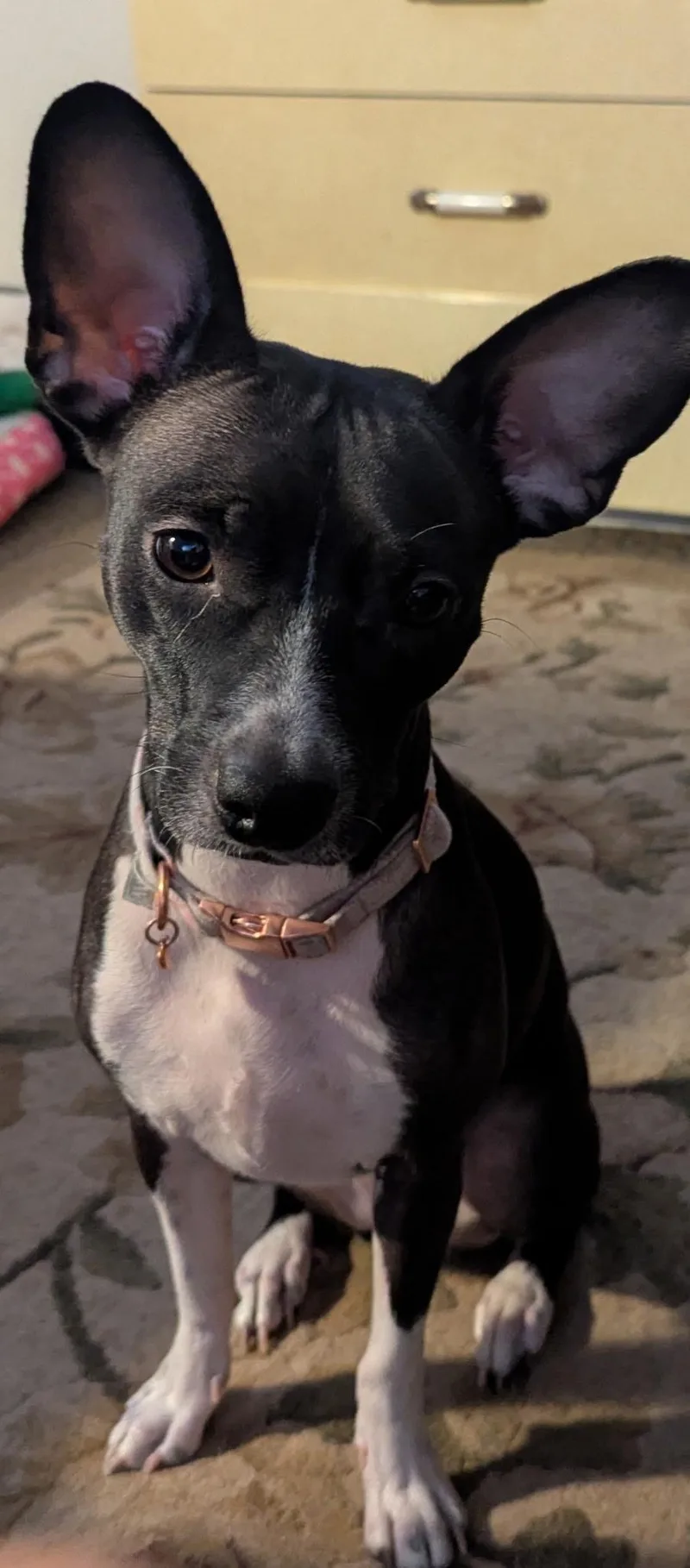 Jasmine Rose thumbnail 2