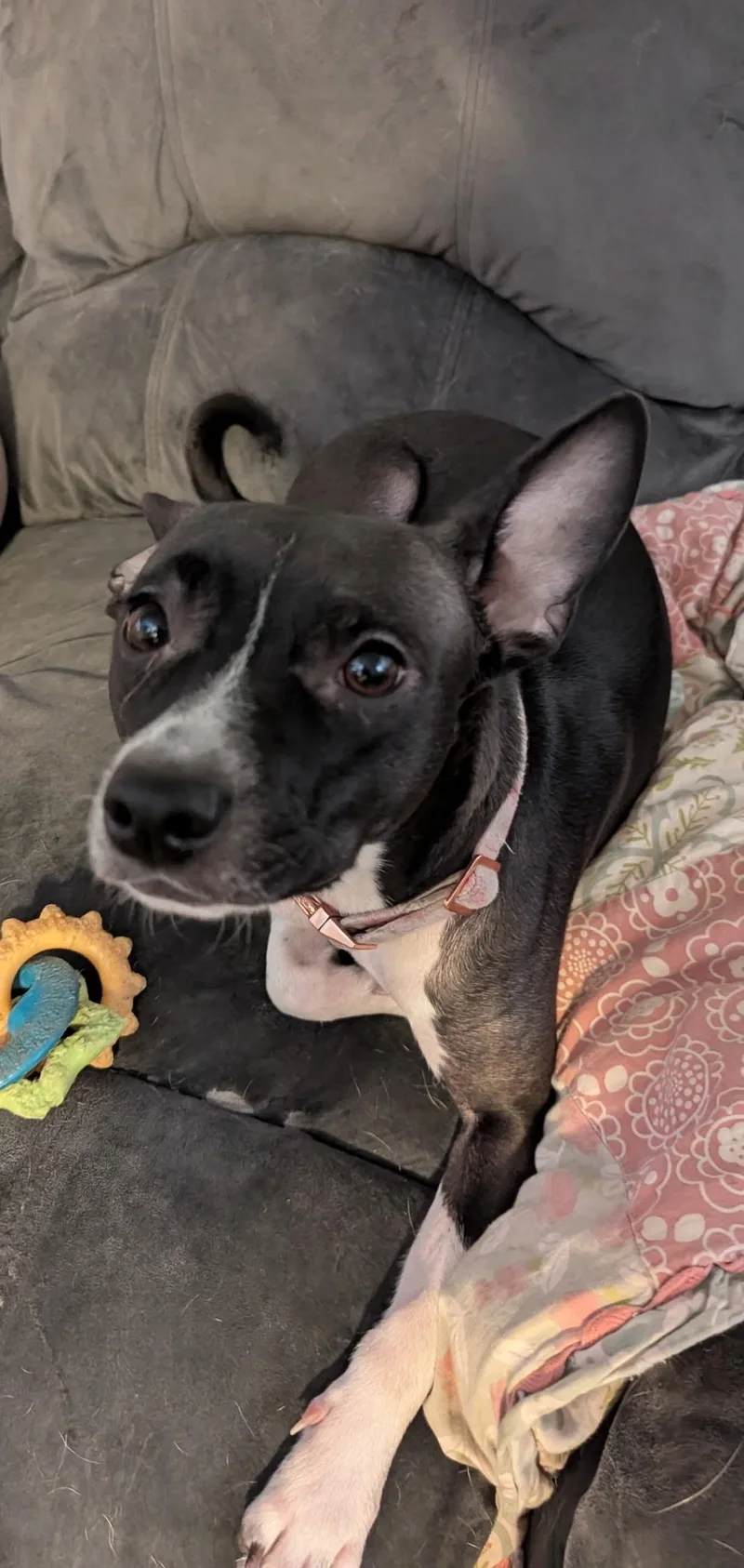 Jasmine Rose thumbnail 4