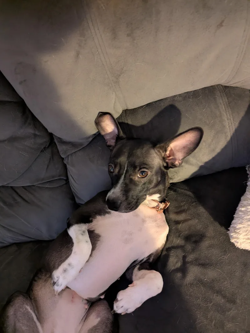 Jasmine Rose thumbnail 6