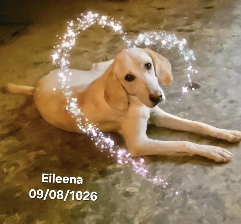 Eileena thumbnail 2
