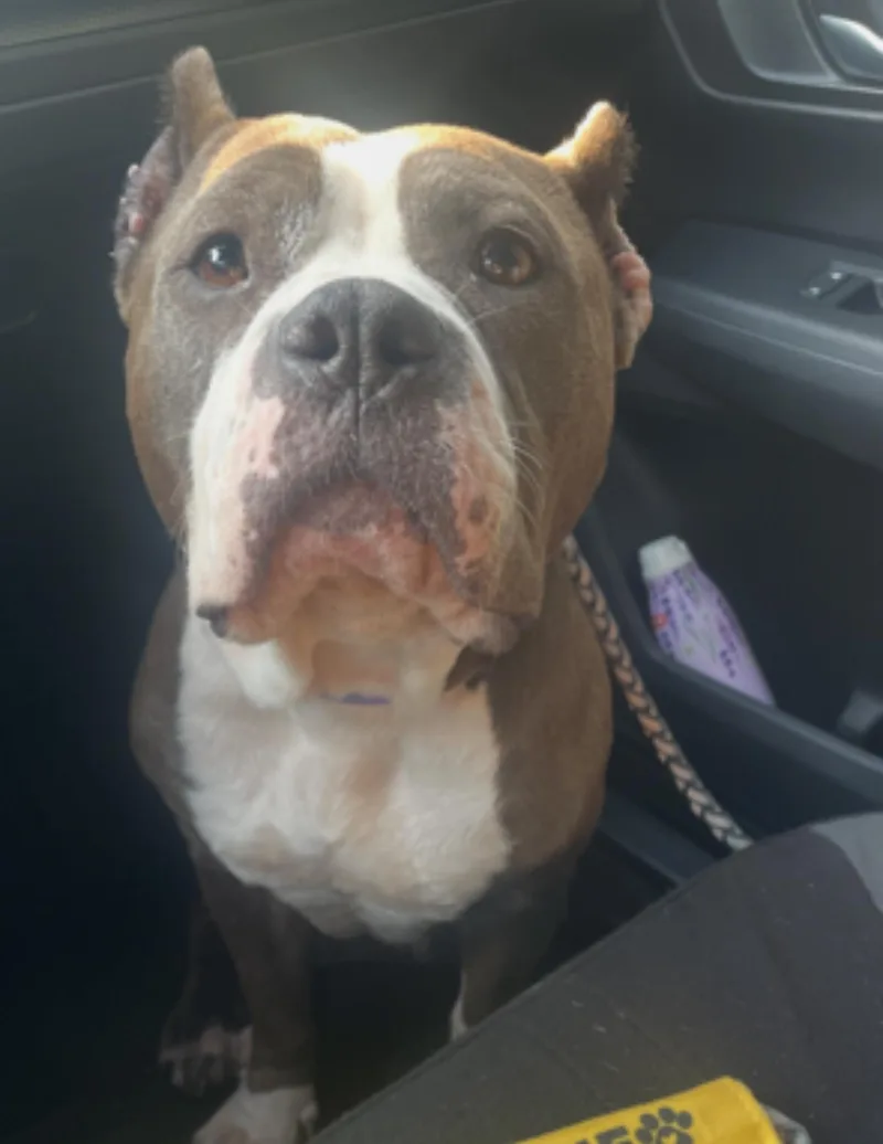 An adult medium-sized female Staffordshire Bull Terrier dog named Polly Pocket for adoption in Houston, TX