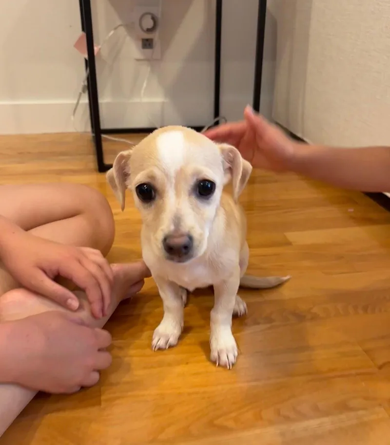 A young small-sized female Chihuahua dog named Poppy for adoption in Sunnyvale, CA