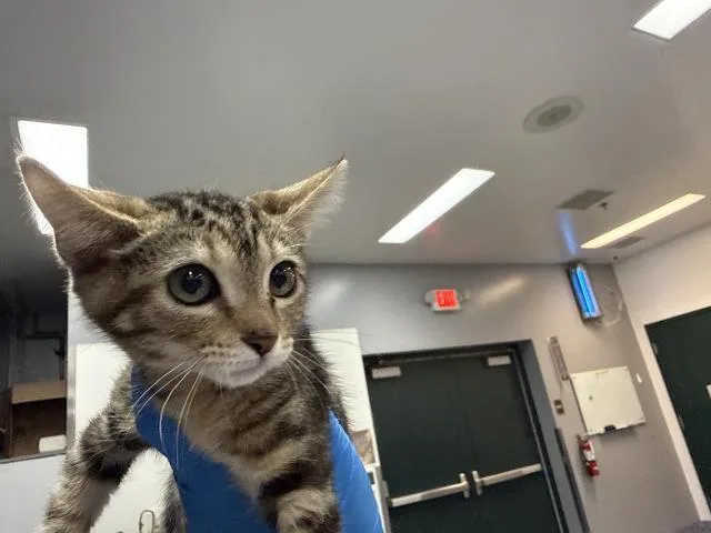 A baby small-sized female Domestic Short Hair cat named Tulia for adoption in Thousand Palms, CA