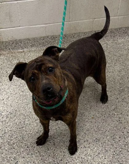 A young large-sized female Brown / Chocolate Pit Bull Terrier dog named Simi for adoption in Kansas City, MO