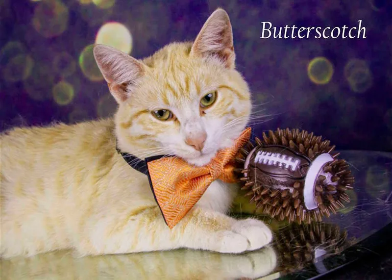 An adult medium-sized male Buff & White Tabby cat named Butterscotch for adoption in York, NE