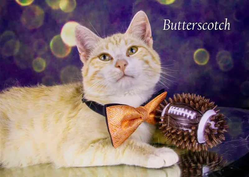 Butterscotch thumbnail 2