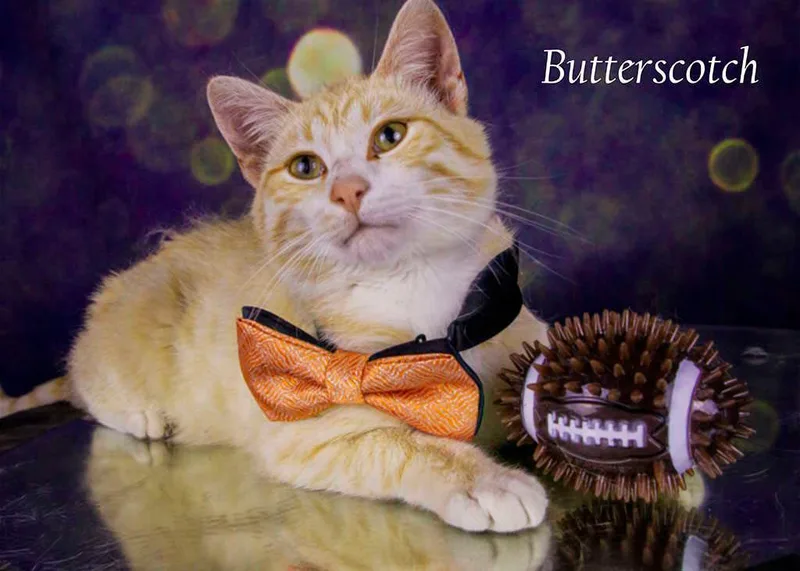 Butterscotch thumbnail 3