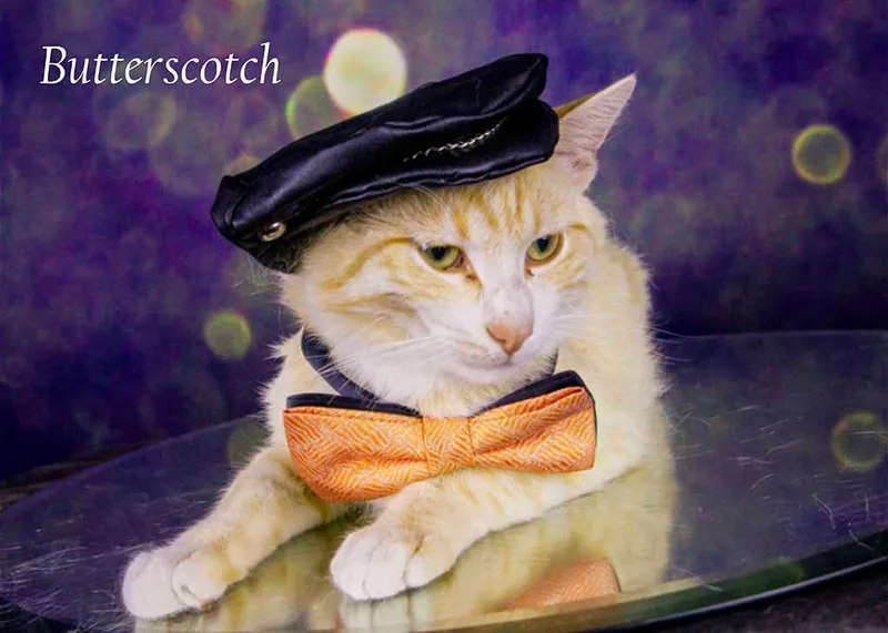 Butterscotch thumbnail 4