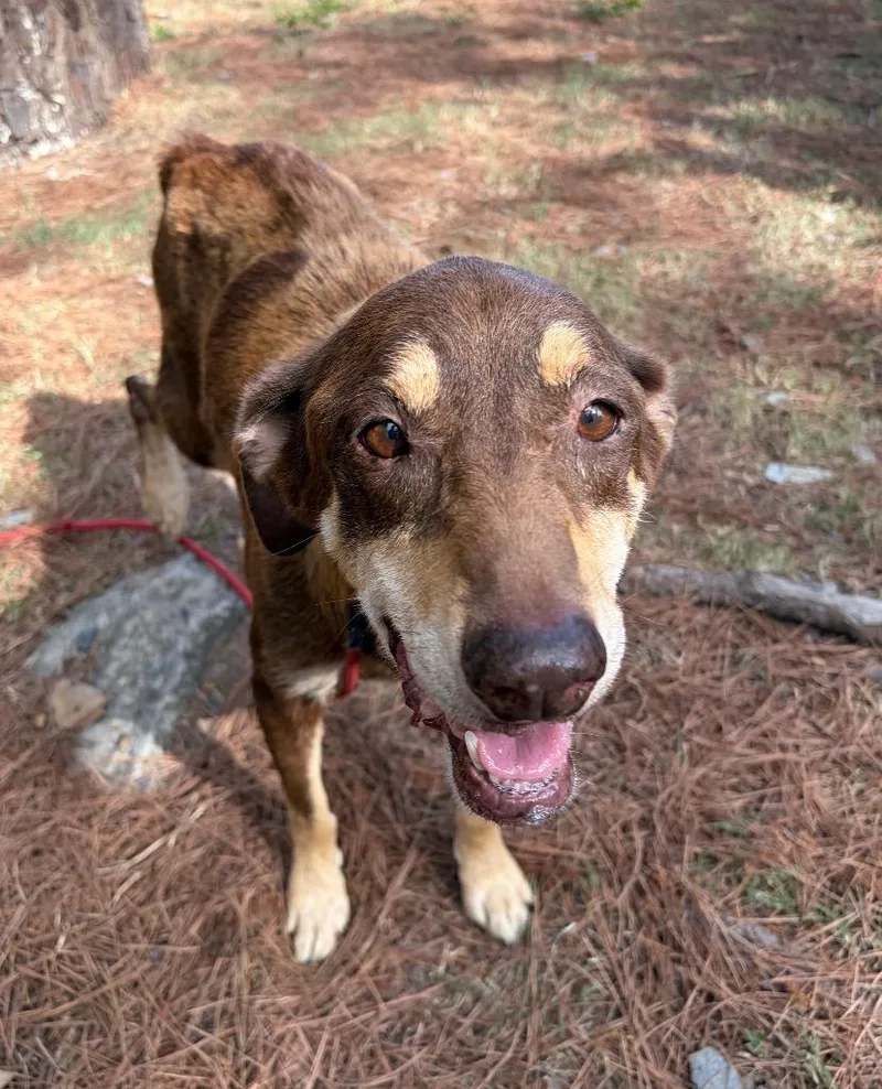 A senior medium-sized female Labrador Retriever dog named Old Lady Bonnie for adoption in Little Rock, AR