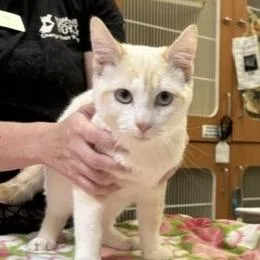 A young medium-sized male Siamese cat named Firestar for adoption in Murray, UT