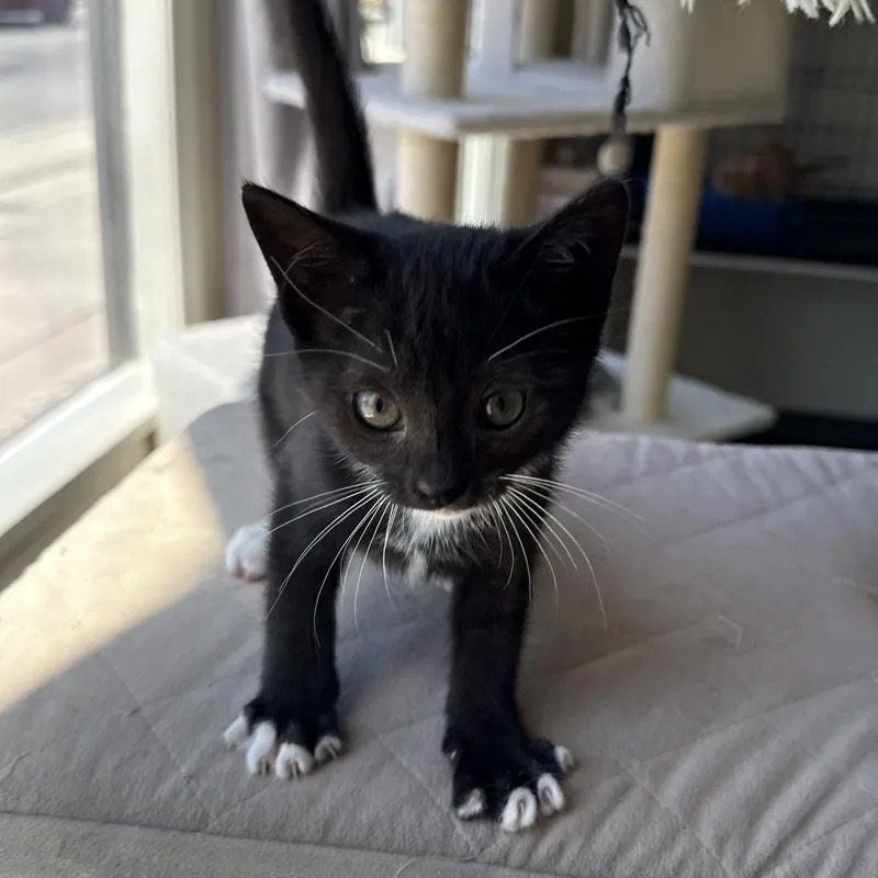 A baby medium-sized female Black & White / Tuxedo Domestic Short Hair cat named Chess for adoption in Mount Rainier, MD