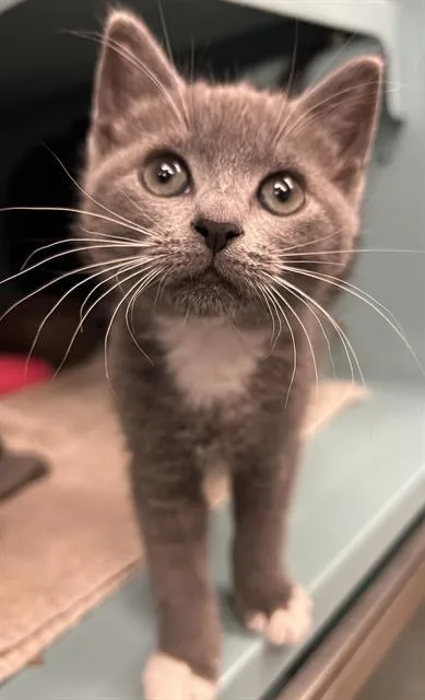 A baby small-sized female Domestic Short Hair cat named Janie for adoption in Santa Cruz, CA