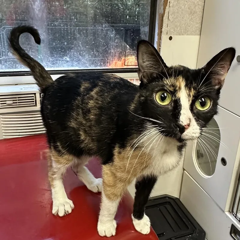 A young medium-sized female Domestic Short Hair cat named Renagade for adoption in Hinesville, GA