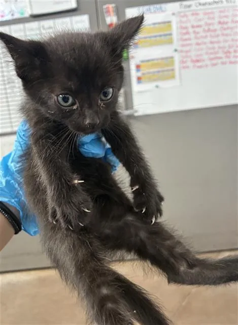 A baby medium-sized male Domestic Short Hair cat named Paco for adoption in Dallas, TX